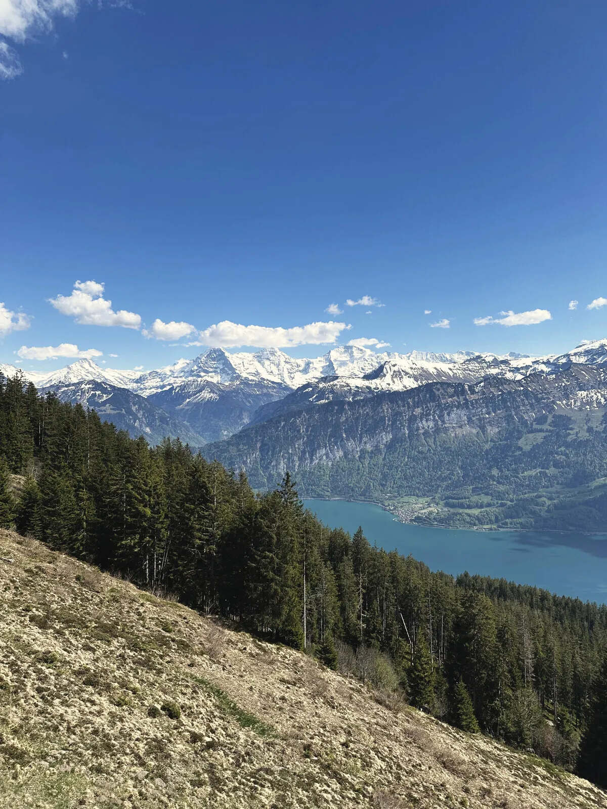 Eiger, Mönch and Jungfrau across the Thunersee, seen from a slope above Beatenberg.