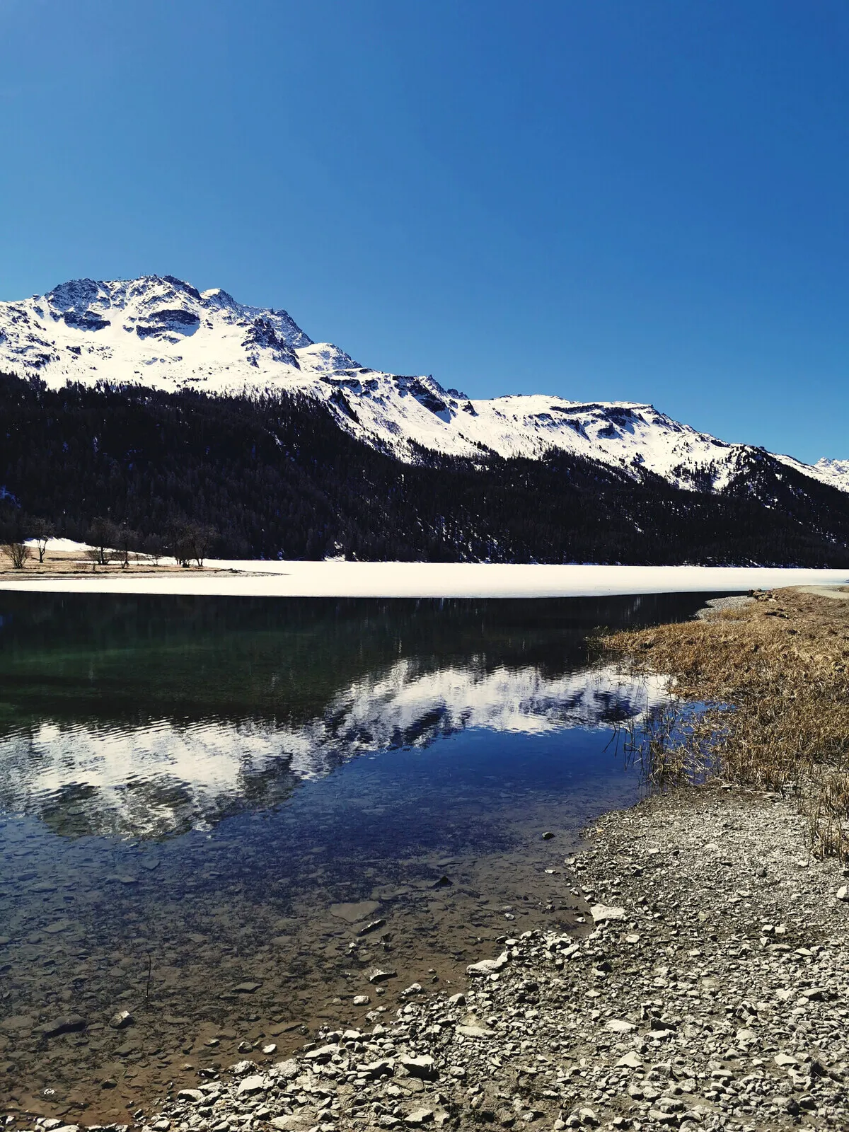 Snow mountains reflected in the melting lake at Silvaplana.