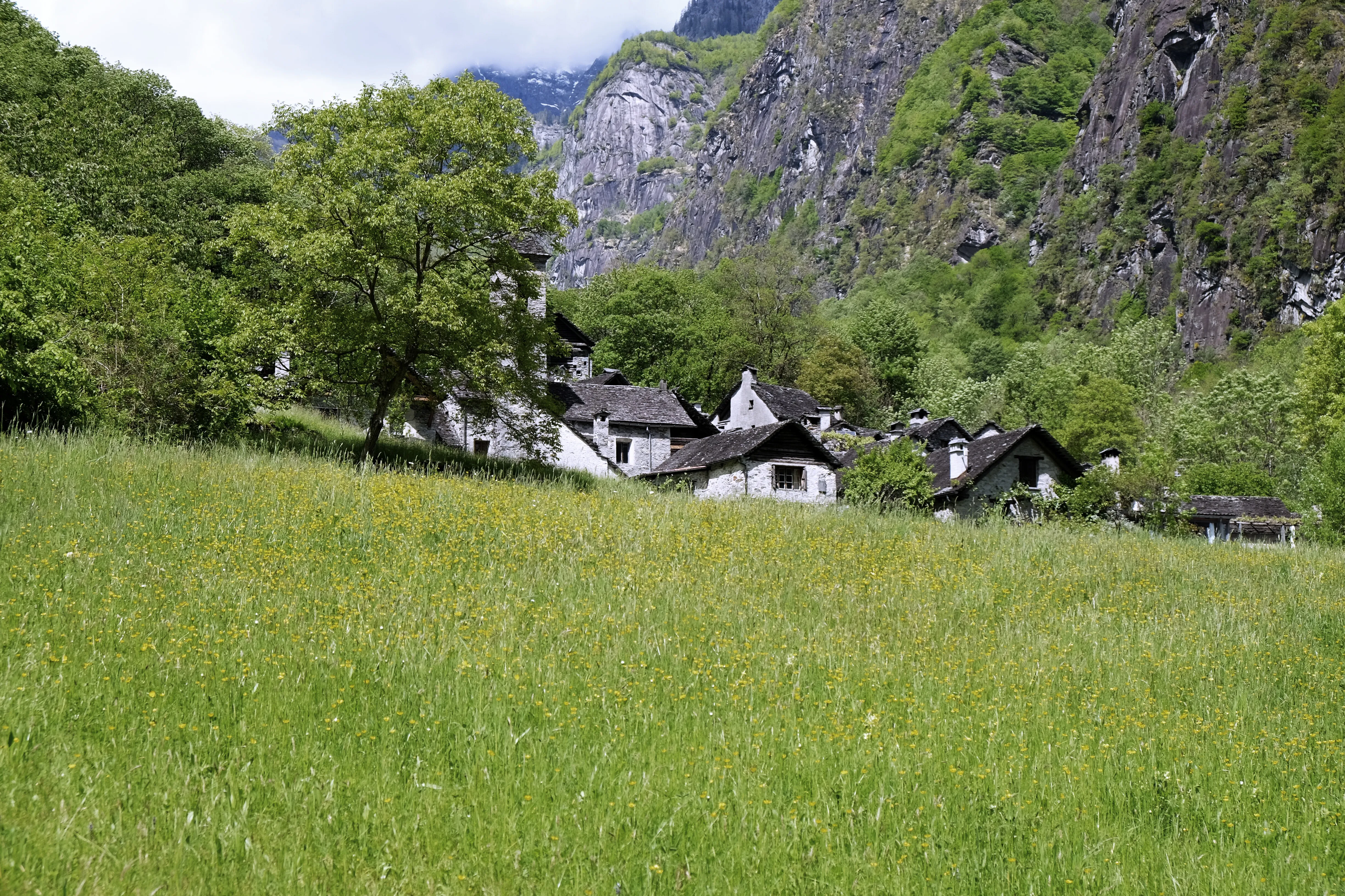 Stone houses along the edge of a meadow in flower, under a cliff.